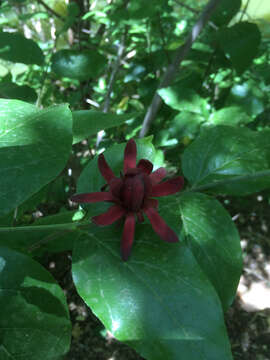 Image of western sweetshrub