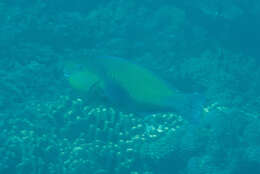 Image of Chlorurus pyrrhurus