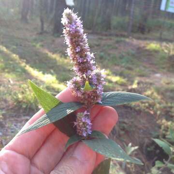 Слика од Cunila lythrifolia Benth.