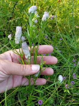 Image of blood milkwort