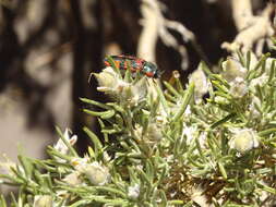 Image of Lasionota pictus (Gory & Laporte 1839)