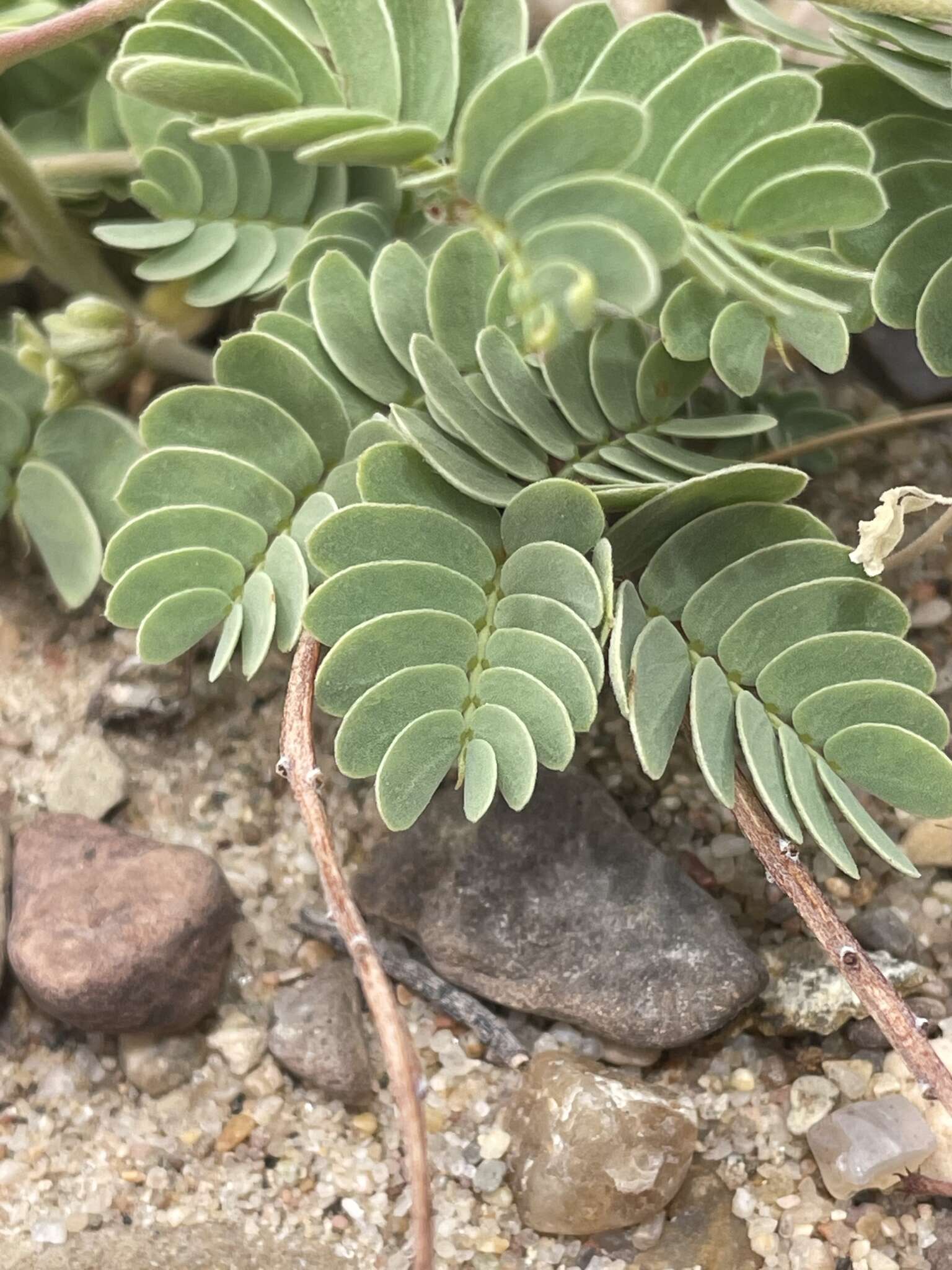 Plancia ëd Hoffmannseggia repens (Eastw.) Cockerell