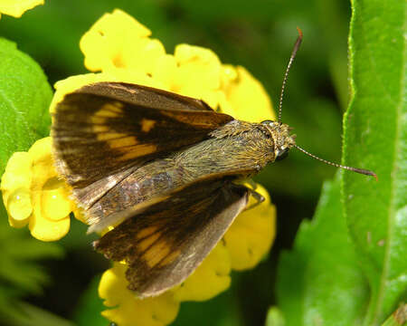 Image of Byssus Skipper