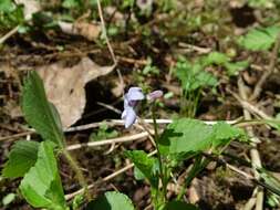 Image of alpine violet