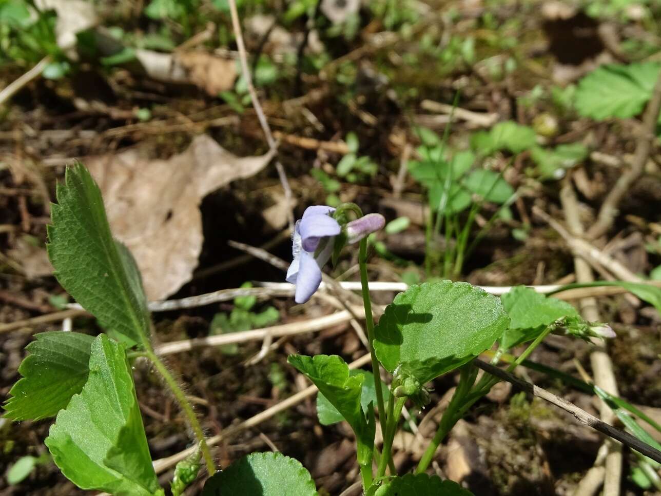 Image of alpine violet