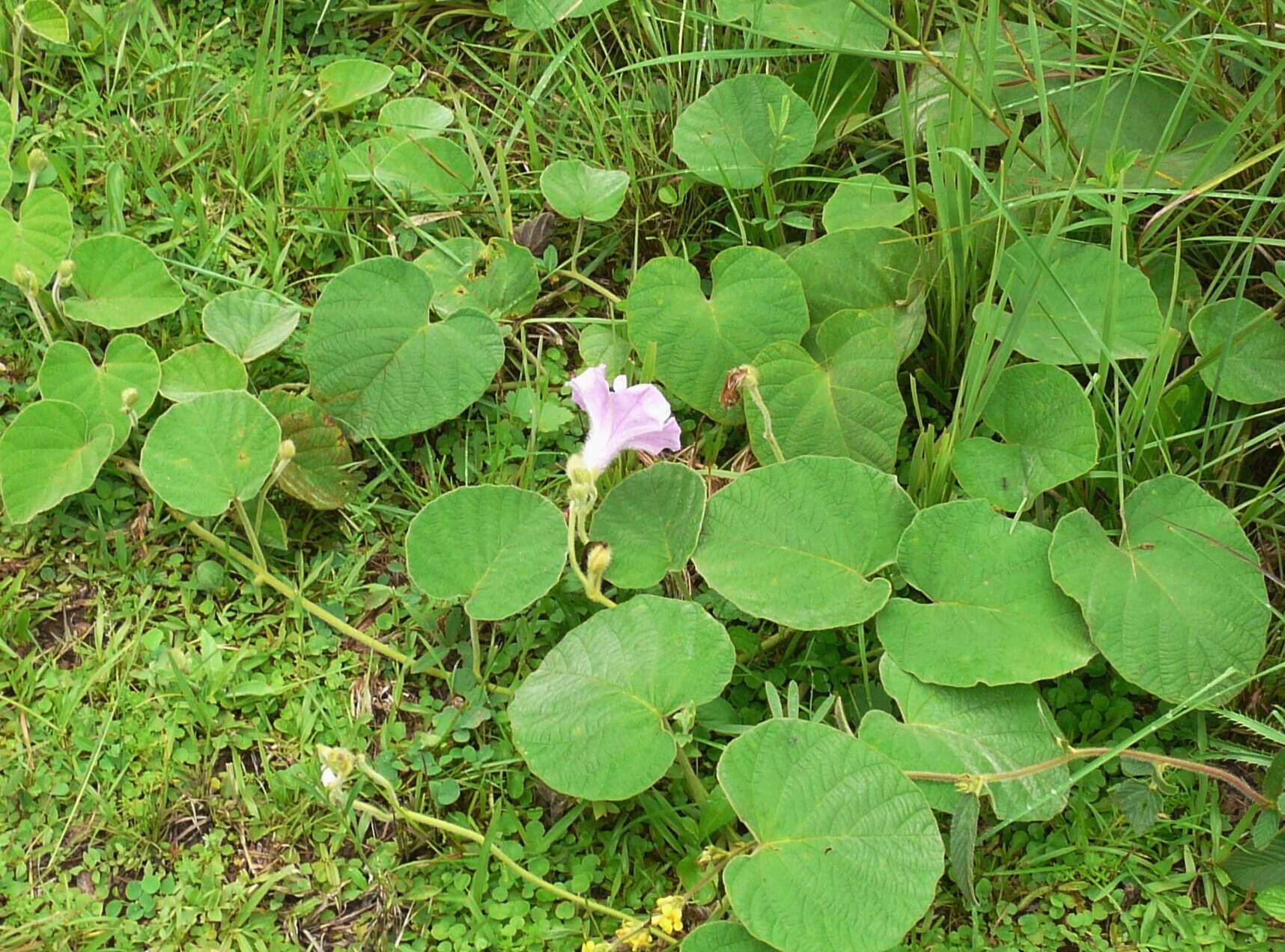 Image of Ipomoea descolei O'Donell