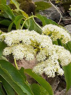 Image of Sambucus peruviana Kunth