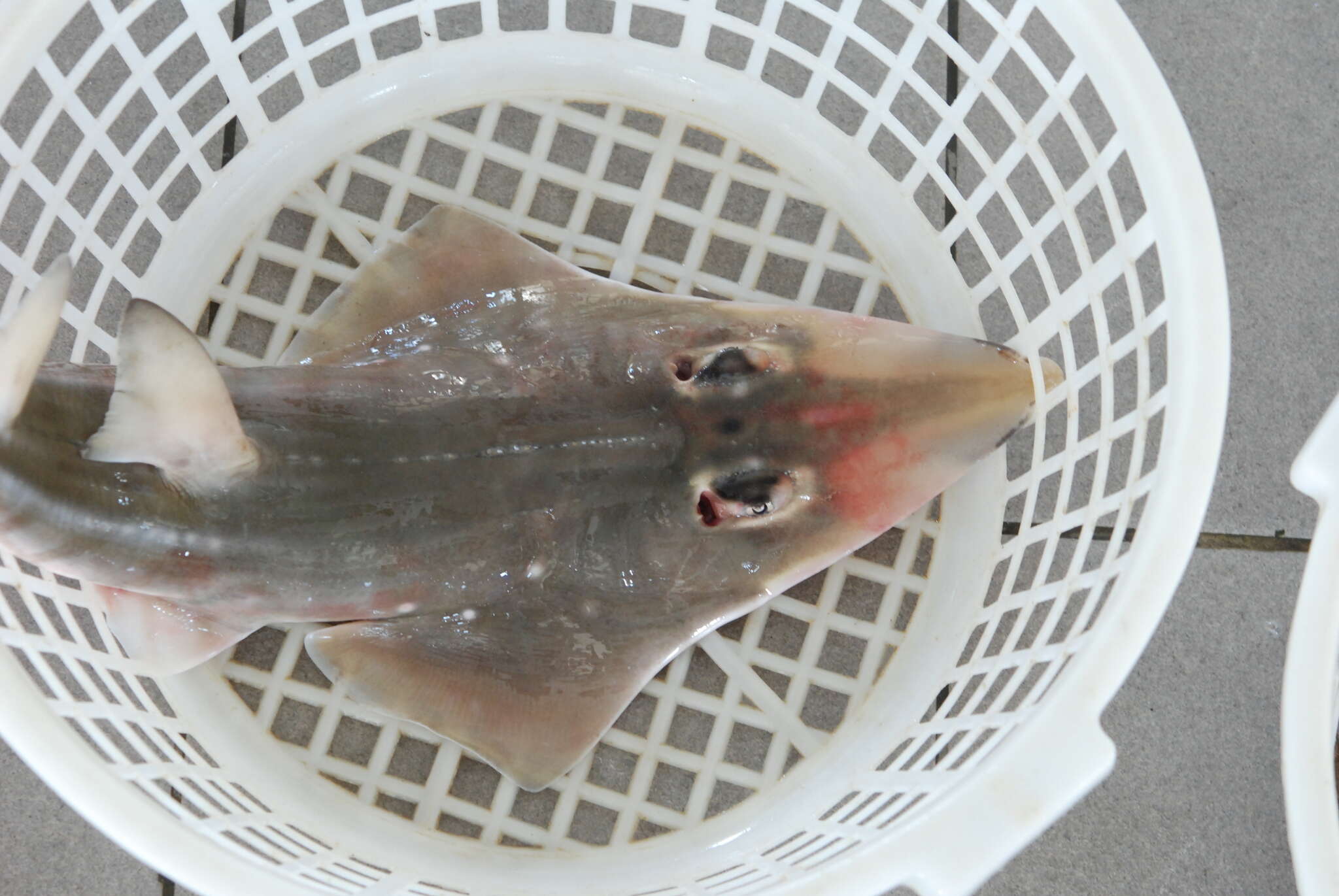 Image of Taiwanese Wedgefish
