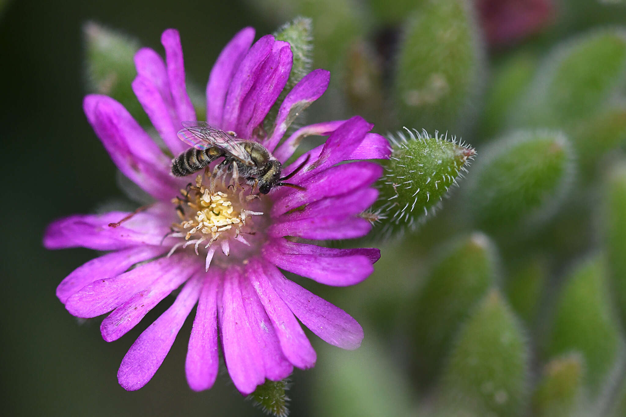 Imagem de Delosperma brunnthaleri (A. Berger) Schwant. ex Jacobsen