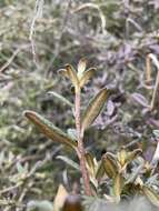 Imagem de Rhododendron rubropilosum var. taiwanalpinum (Ohwi) S. S. Ying