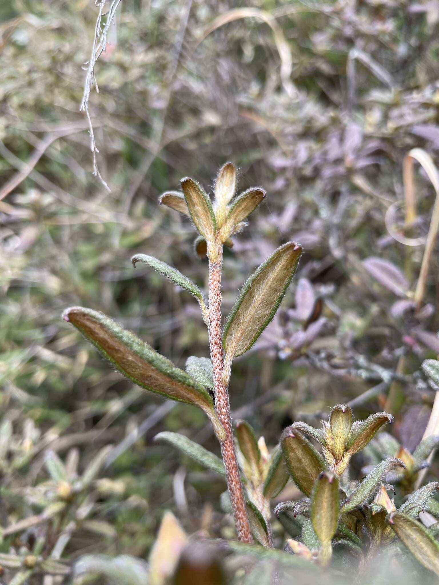 Image of Rhododendron rubropilosum var. taiwanalpinum (Ohwi) S. S. Ying