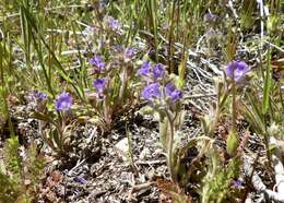 Image de Phacelia curvipes Torr. ex S. Wats.