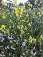 Image of white mustard