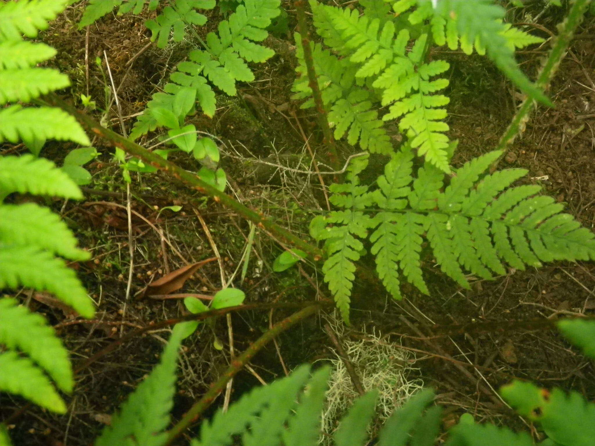 Image of Dryopteris oligodonta (Desv.) Pic. Serm.