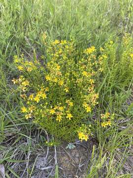 Image of sandhill St. Johnswort