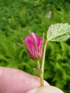 Image of arctic raspberry