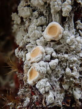 Image of Oregon crabseye lichen