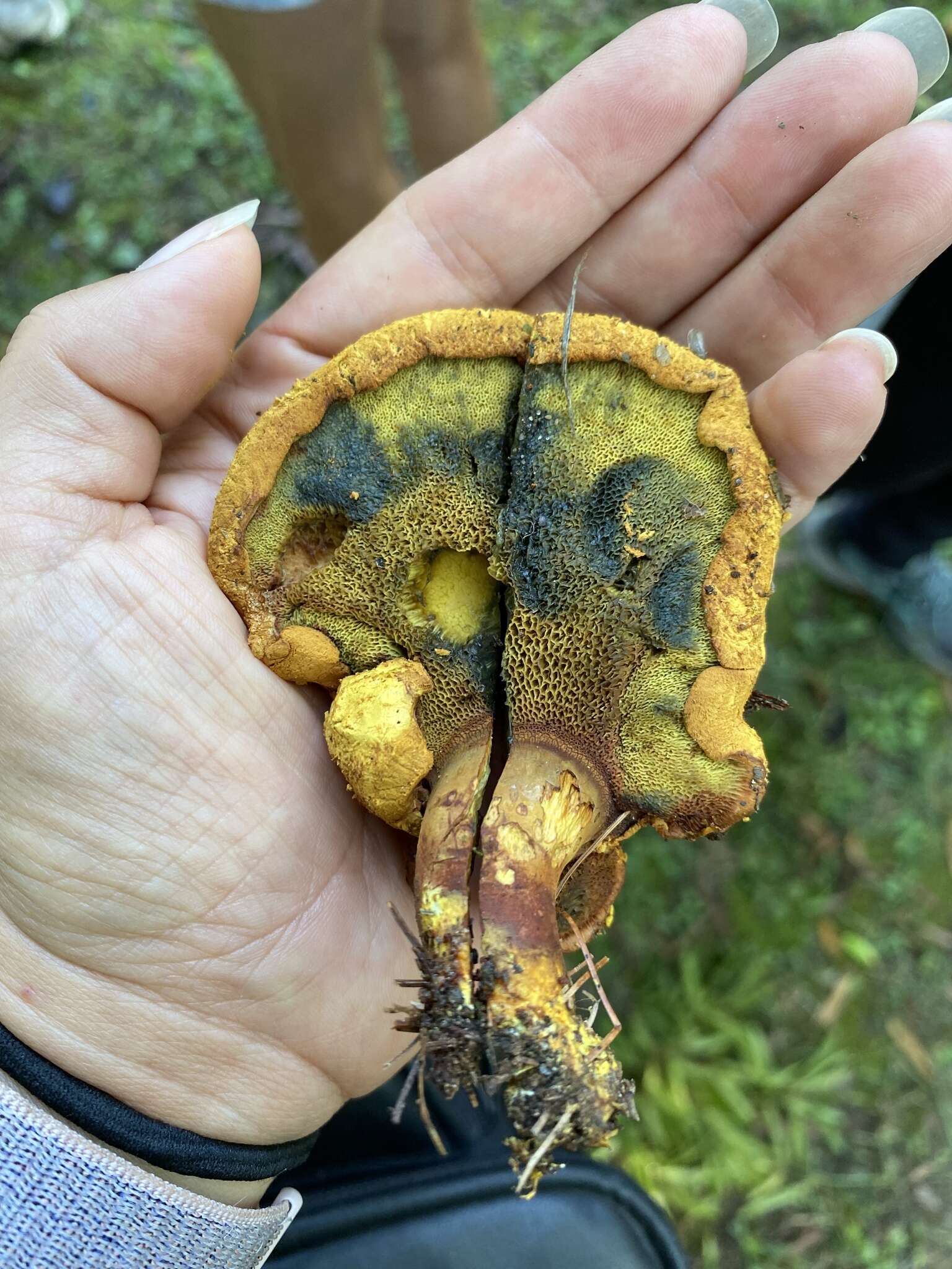 Imagem de Buchwaldoboletus lignicola (Kallenb.) Pilát 1969