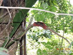 Image of Anthurium schlechtendalii subsp. schlechtendalii