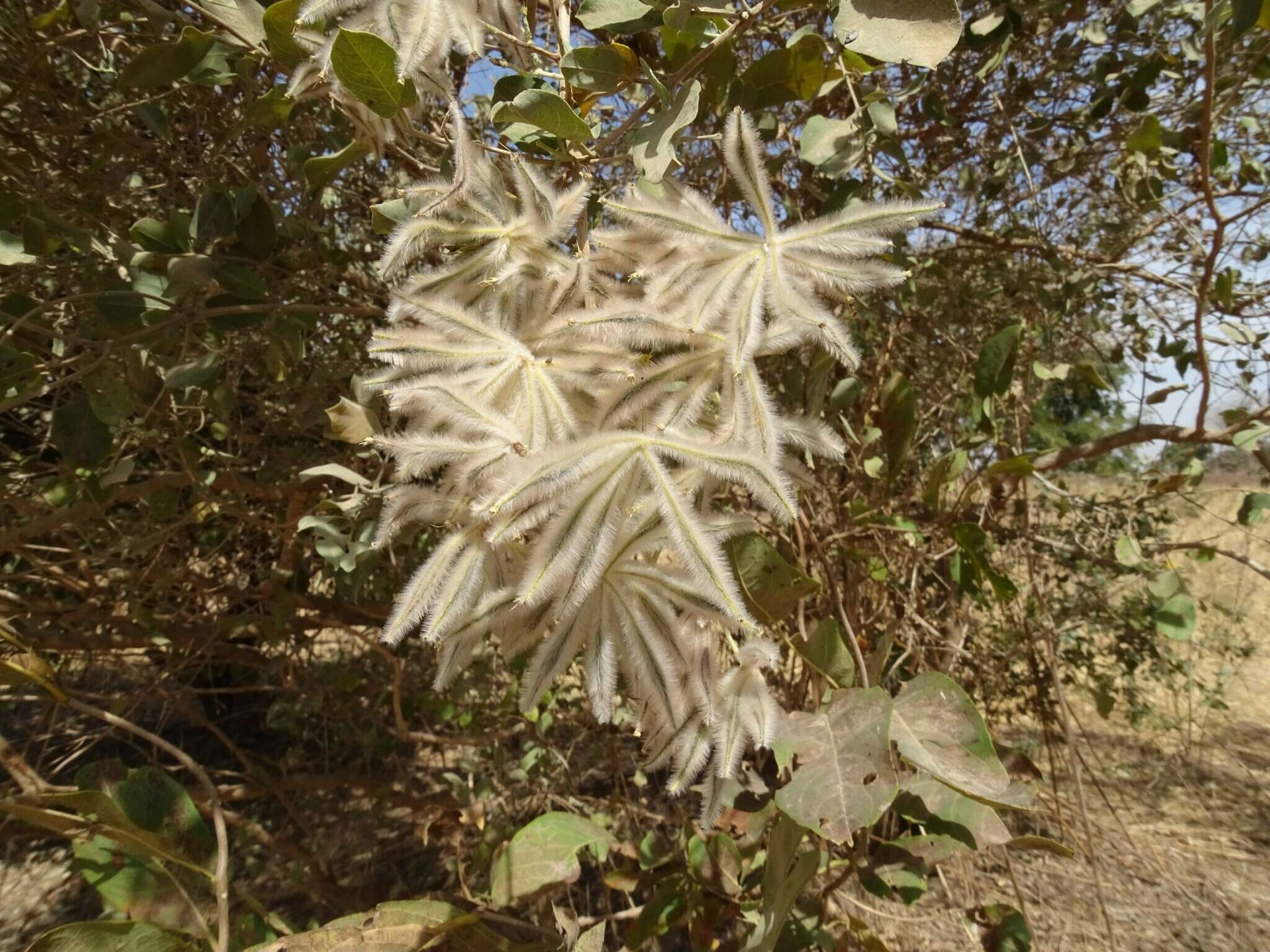 Guiera senegalensis J. F. Gmel.的圖片