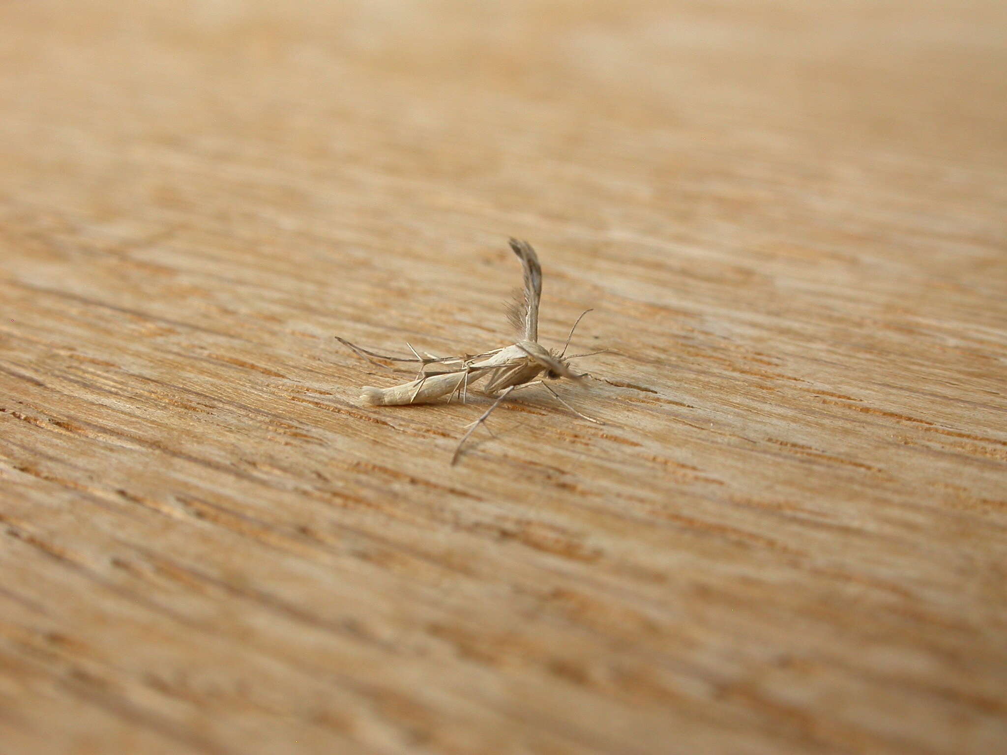 Image of Plume moth