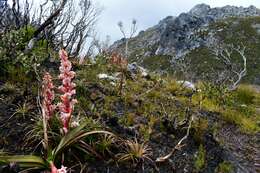 Image of Dracophyllum milliganii Hook.