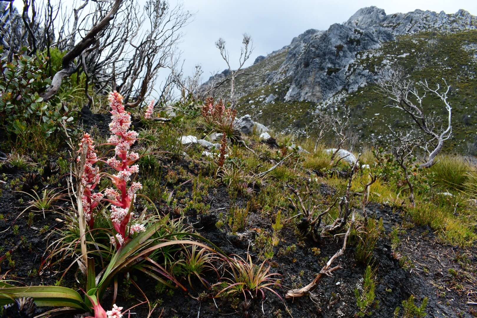 Image of Dracophyllum milliganii Hook.