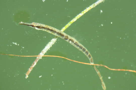 Image of Chain pipefish