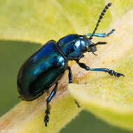 صورة Chrysochus cobaltinus J. L. Le Conte 1857