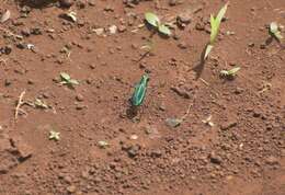 Image of Cicindela (Calochroa) whithillii (Hope 1838)