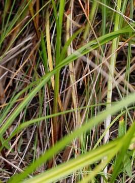 Image of Carex vesicata Meinsh.