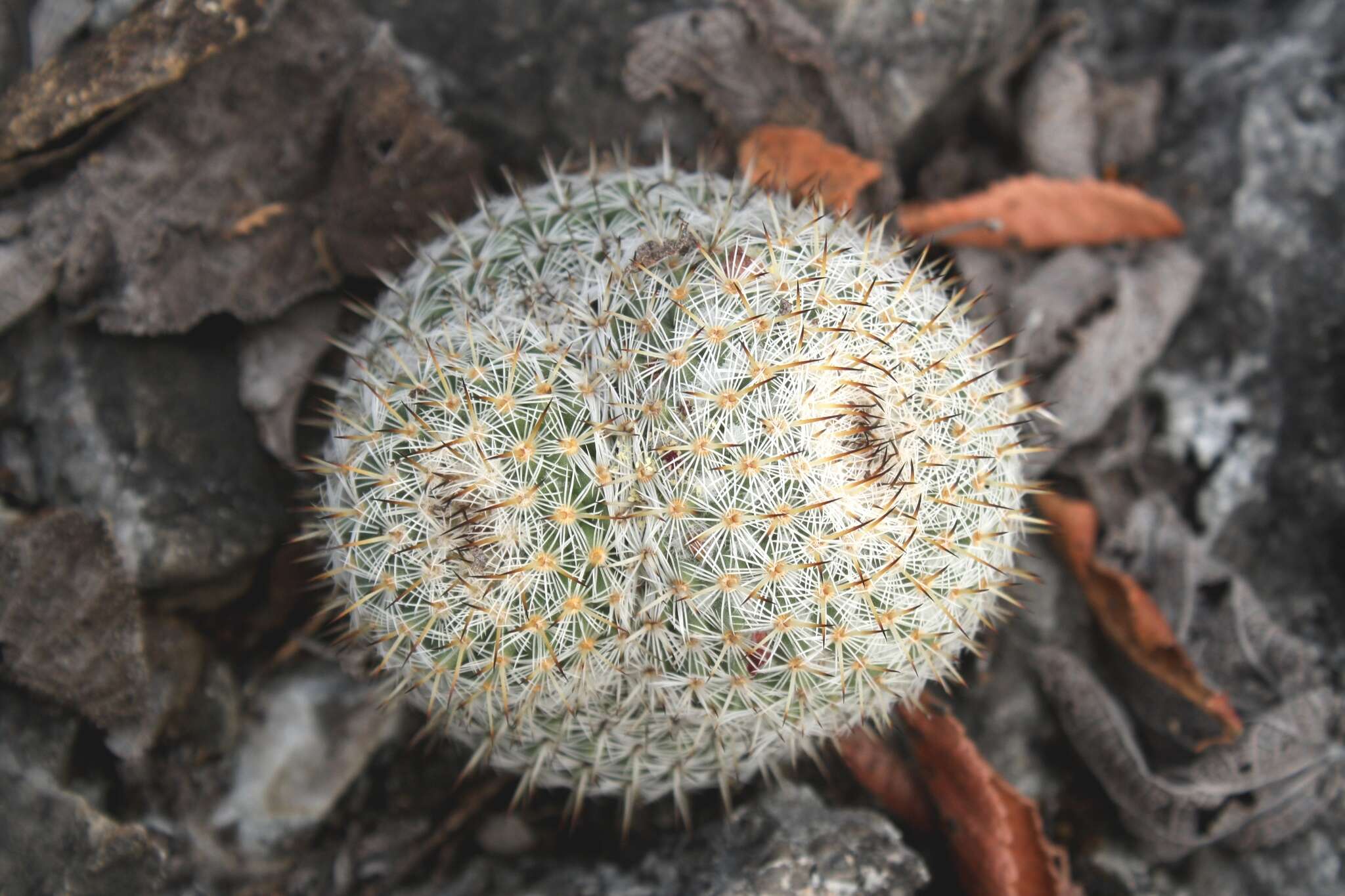 Image of Mammillaria albilanata subsp. oaxacana D. R. Hunt