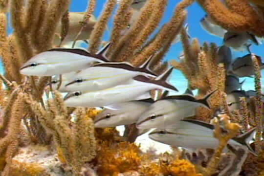 Image of Blacktail grunt