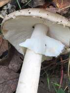 Image of Amanita arocheae Tulloss, Ovrebo & Halling 1992