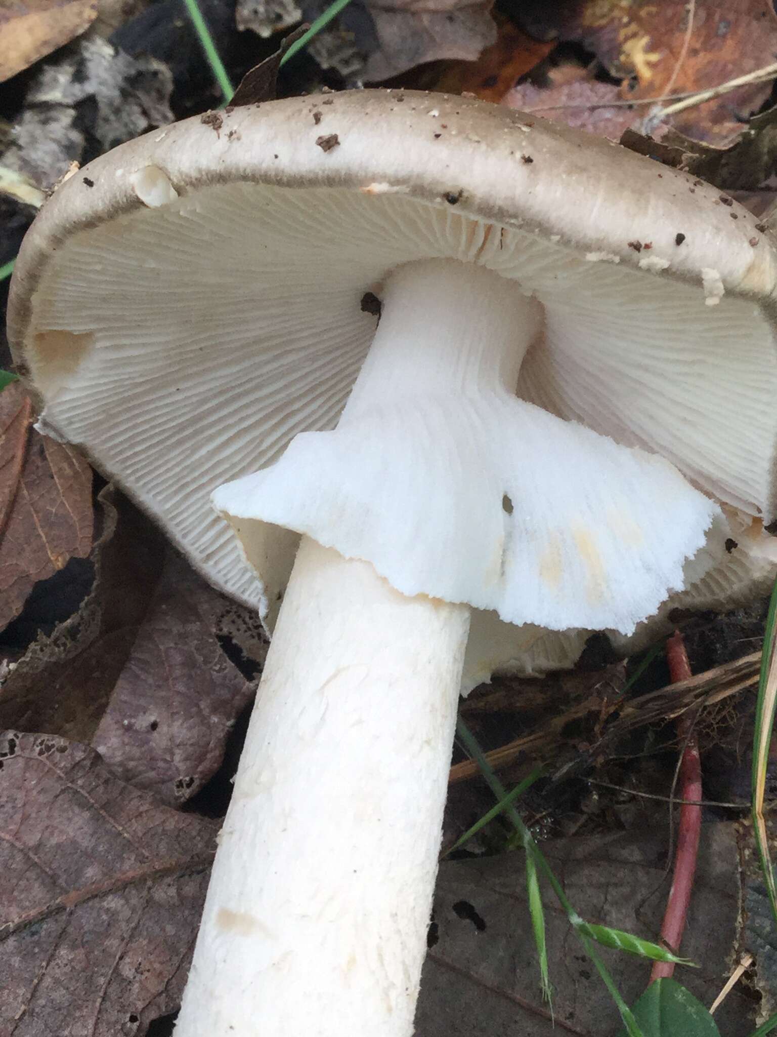 Image of Amanita arocheae Tulloss, Ovrebo & Halling 1992