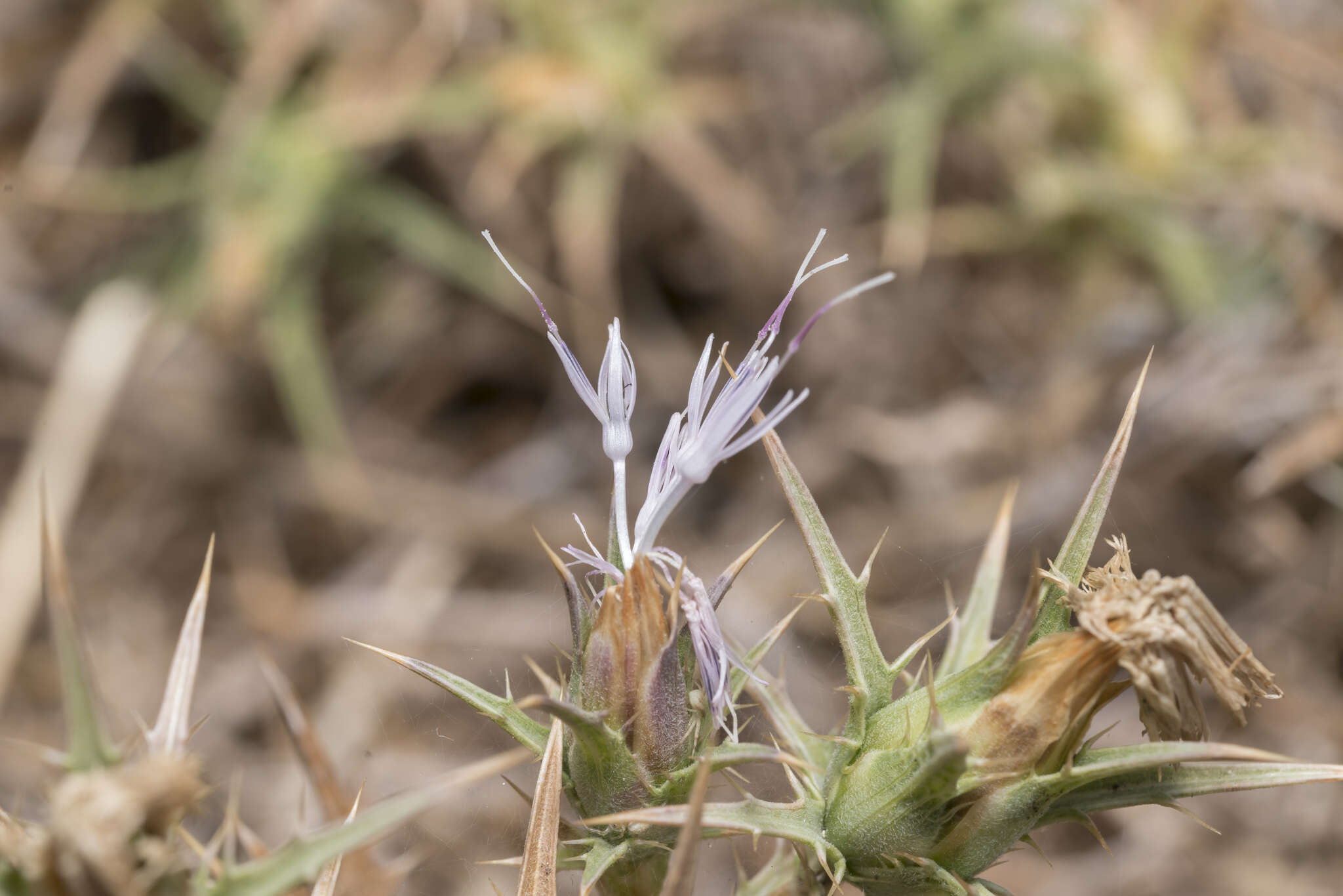 Carthamus boissieri Halácsy resmi