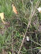 Image of pineland milkweed