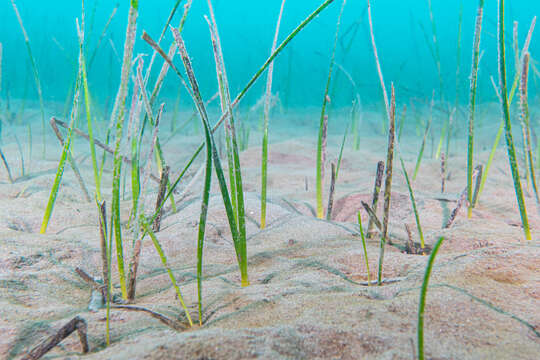 Image of Slender Seagrass