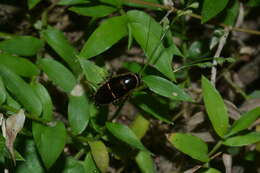 Image of Lobopterella