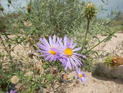 صورة Dieteria asteroides var. glandulosa (B. L. Turner) D. R. Morgan & R. L. Hartman