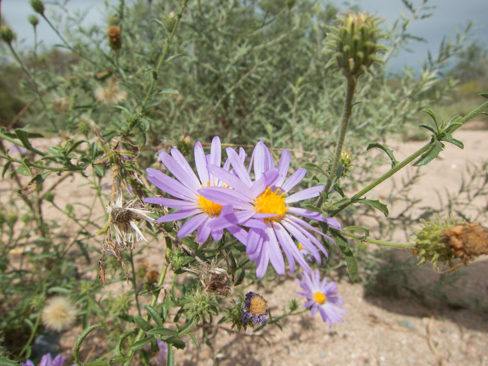 Image of fall tansyaster