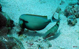 Image of Black-barred Surgeonfish