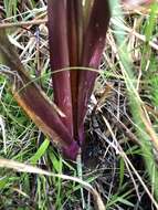 Image of Tall Yellow-Eyed-Grass