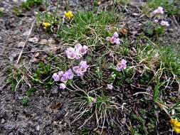 Image of Androsace adfinis subsp. puberula (Jordan & Fourr.) Kress