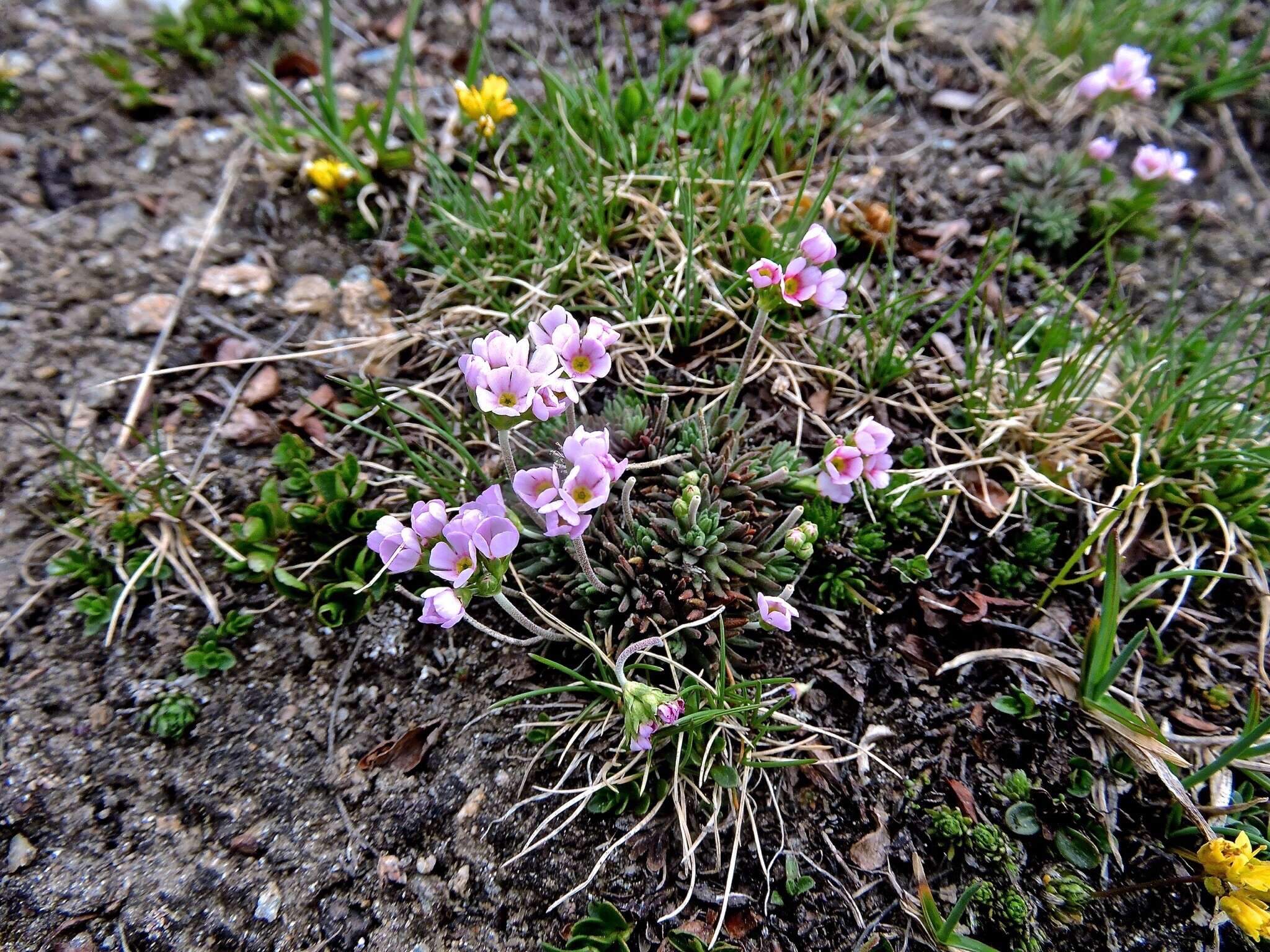 Image of Androsace adfinis subsp. puberula (Jordan & Fourr.) Kress