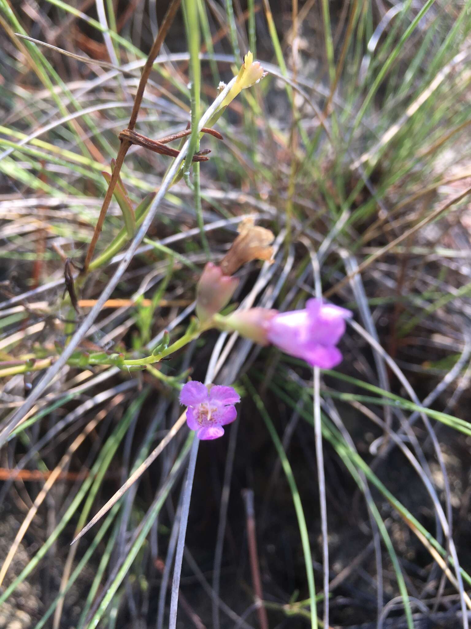 Image of saltmarsh false foxglove