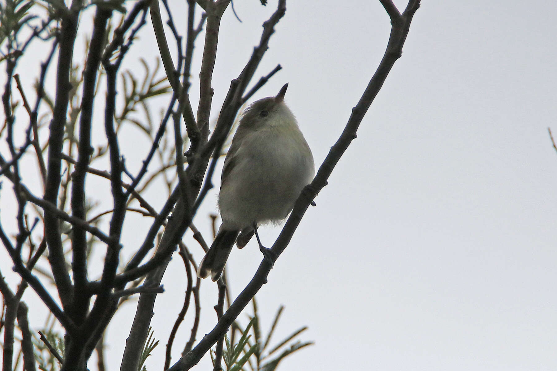 Слика од Gerygone fusca (Gould 1838)