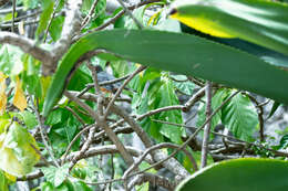 Image of Turdus plumbeus coryi (Sharpe 1902)