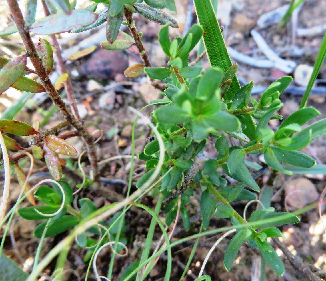 Image of Clutia pubescens Thunb.