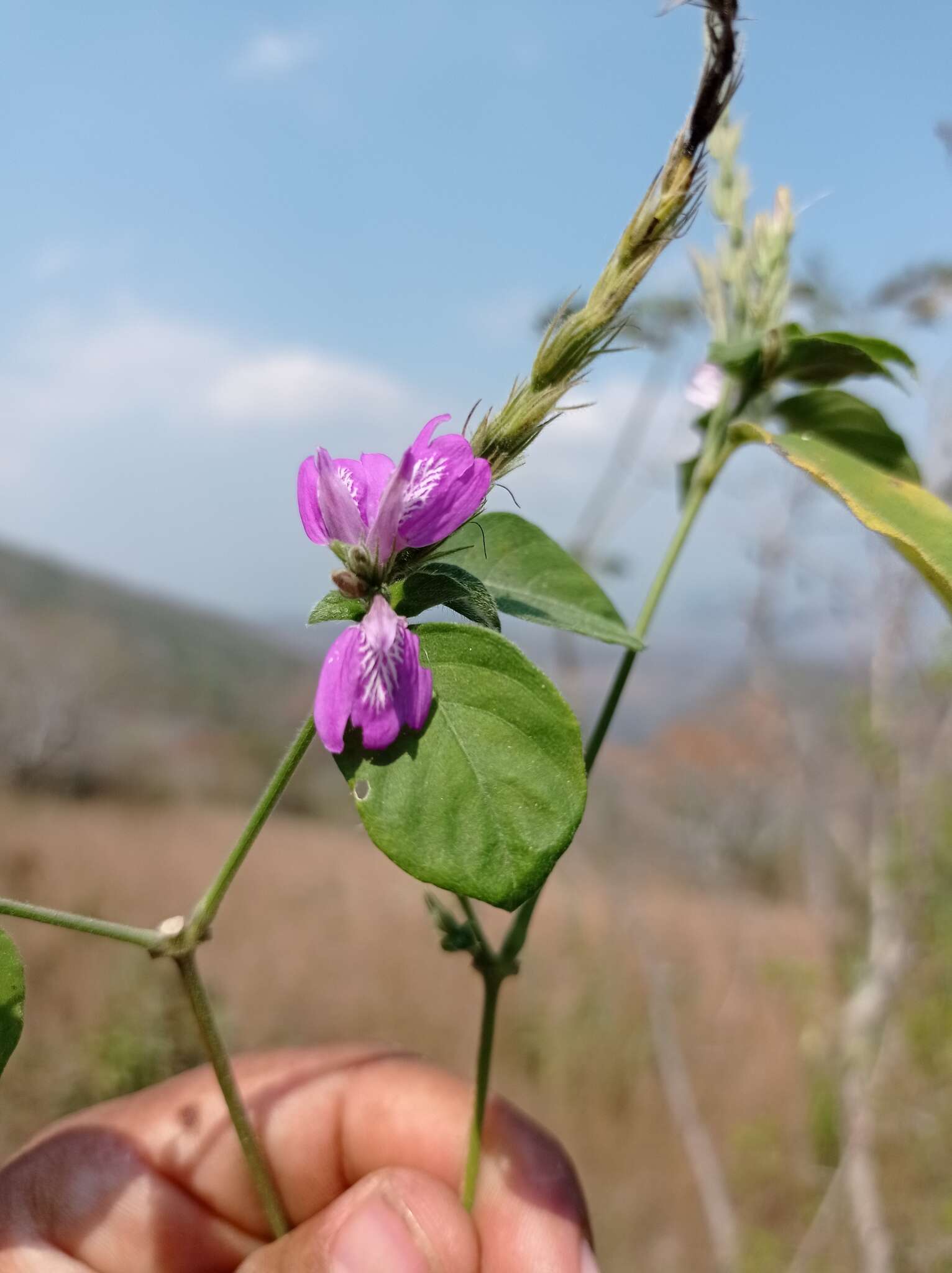 Image of Justicia breviflora (Nees) Rusby